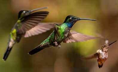hummingbirds in flight