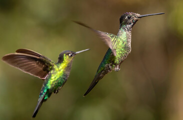 hummingbirds in flight
