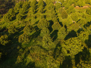Naklejka premium Aerial view tropical green tree leaf durain fruit plantation on hill