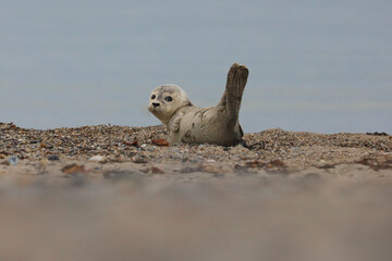 Young harbor seal pup lying on wet sand with lifted tail, looking into the camera. Soft foreground blur and grey blue sea in the background create a calm coastal wildlife atmosphere.
