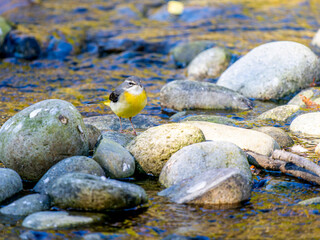 水辺のキセキレイ
