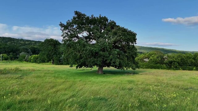 Aerial drone view of the Dobrovat clearing near Iasi, Romania, focused on the secular oaks