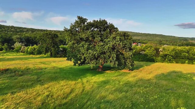 Aerial drone view of the Dobrovat clearing near Iasi, Romania, focused on the secular oaks