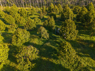 Aerial view tropical green tree leaf durain fruit plantation on hill