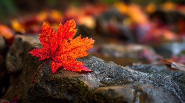A bright red maple leaf is delicately placed on a mossy rock beside a gently flowing creek. Surrounding the leaf are fallen leaves in various autumn colors creating a peaceful scene. - Powered by Adobe