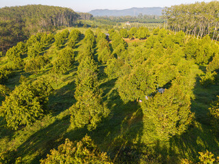 Aerial view tropical green tree leaf durain fruit plantation on hill