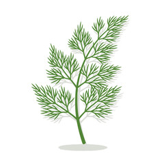Obraz premium Single Dill Sprig Fresh Green Herb Isolated on White Background Food Garnish Stock Image