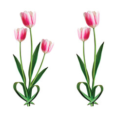 Fototapeta premium Three pink tulips isolated on white background, symbolizing love and affection 