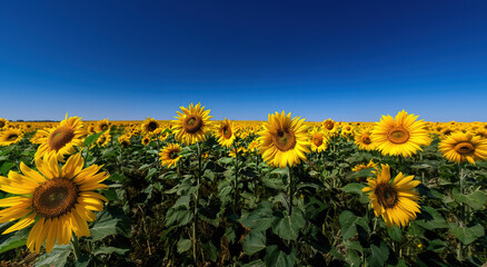 Silhouette of male singer holding microphone on stage, vibrant bokeh lights in background; live music performance concept.