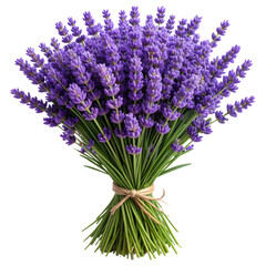 Fototapeta premium Fresh aromatic purple lavender flower stems are gathered and tied, creating a natural bouquet isolated on a transparent png background.
