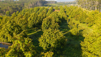 Aerial view tropical green tree leaf durain fruit plantation on hill