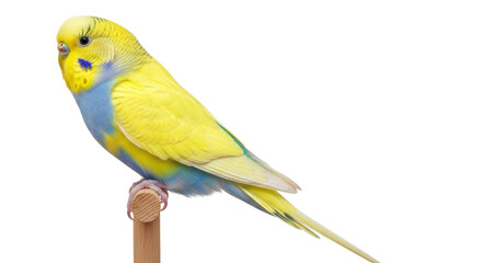 Yellow and blue budgerigar isolated PNG, perched parakeet with vibrant plumage on transparent background, pet bird for design use