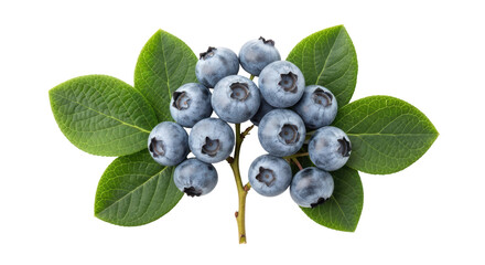 Fresh blueberries with leaves isolated PNG, healthy fruit on transparent background for food design and summer recipes