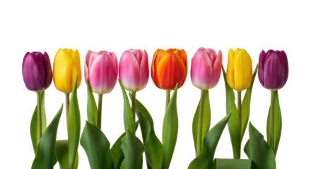 Colorful tulip flowers isolated PNG, vibrant purple yellow pink and orange spring blooms on transparent background for graphic design