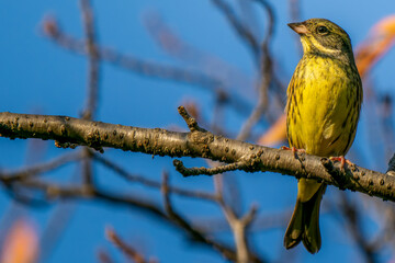 枝にとまるアオジ