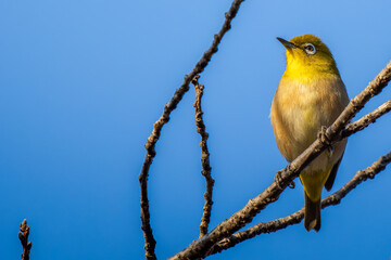 枝にとまるメジロ