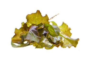 salad isolated on white background