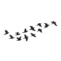 birds flying, group of flying birds silhouette
