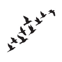 Obraz premium birds flying, group of flying birds silhouette 