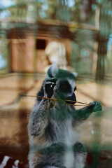 Obraz premium Lemur primate wildlife zoo animal sitting hands enclosure, ring-tailed mammal holding a twig against glass, curious face and whiskers in blurred habitat background at closeup portrait.