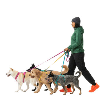 Professional dog walker with four adorable dogs, cutout isolated on transparent background
