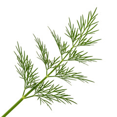 Fototapeta premium Fresh Dill Herb Isolated on Transparent Background