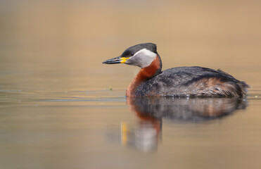 Red-necked grebe at the small lake in spring