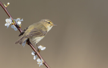 Obraz premium Willow warbler in early spring at a wetland 