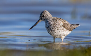 Common Greenshank feeding at a wetland in spring on a migration way