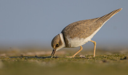 Great Ringed Plover - on the autumn migration way on the  sea shore