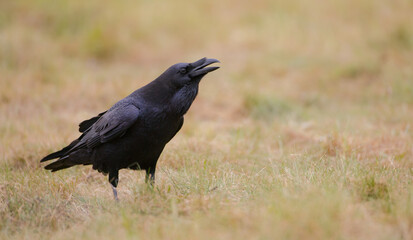 Common Raven - in autumn at a wetland