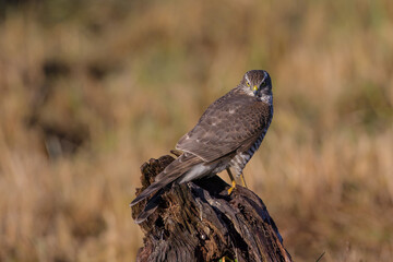 Eurasian Sparrowhawk - young male at the wet forest in autumn