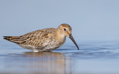 Dunlin - at a seashore on the autumn migration way