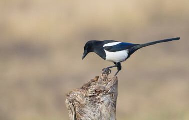Common Magpie - at a wetland in autumn