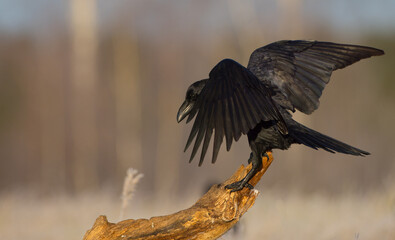 Common Raven - in autumn at a wetland