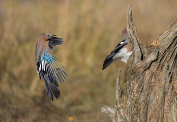 Eurasian Jay - in autumn  at a wetland