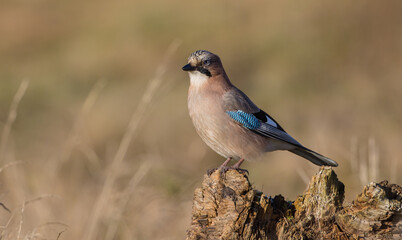 Eurasian Jay - in autumn  at a wetland