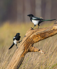 Common Magpie - at a wetland in autumn