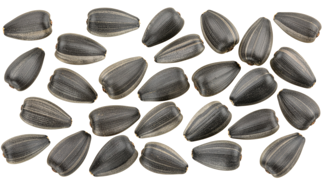 A macro close-up of a group of black  sunflower seeds as a healthy food snack isolated on a white background.