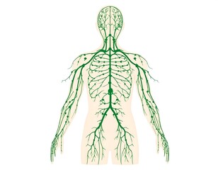 Diagram shows human lymphatic system highlighted in green over beige outline of a body