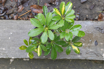 Schefflera plant with wet leaves - top view outdoor