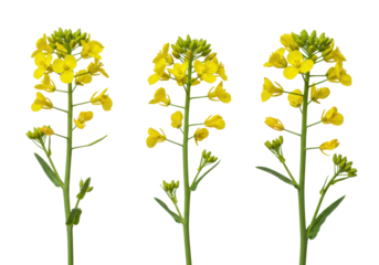 Three isolated bright yellow canola flowers with intricate blossoms, green buds, slender stems, transparent background, copy space, botanical study of natural resources