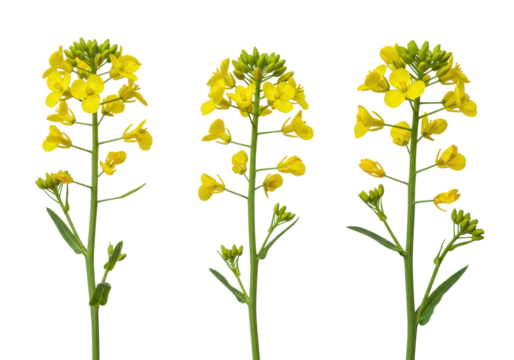 Three isolated bright yellow canola flowers with intricate blossoms, green buds, slender stems, transparent background, copy space, botanical study of natural resources