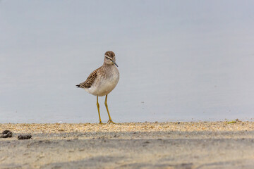 Wood sandpiper on a sandy shore near the water