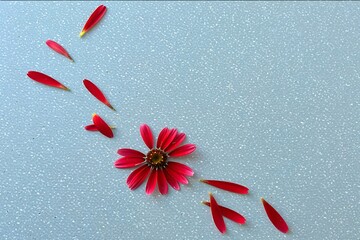 Red flower background, red flower of the snow ,red and white flower 