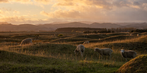 Flock of sheep at sunset in a biblical looking scene, rolling coastal land, near Gisborne, New Zealand 