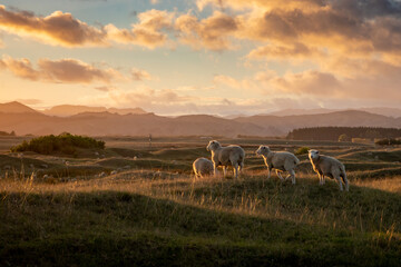 Flock of sheep at sunset in a biblical looking scene, rolling coastal land, near Gisborne, New Zealand 