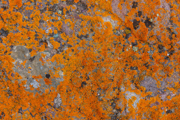 Vivid orange lichen blankets a rugged rock surface in a natural outdoor setting. Sunlight highlights the textured patterns, showcasing nature's artistry during daytime.