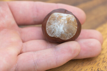 Chestnut seed on hand - close-up autumn detail
