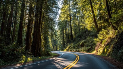Obraz premium forest,,redwoods,,trees,,nature,,outdoors,,scenic,,road,,path,,trail,,adventure,,travel,,landscape,,greenery,,woodland,,nationalpark,,environment,,wilderness,,sunrise,,sunlight,,morning,,leaves,,moss,